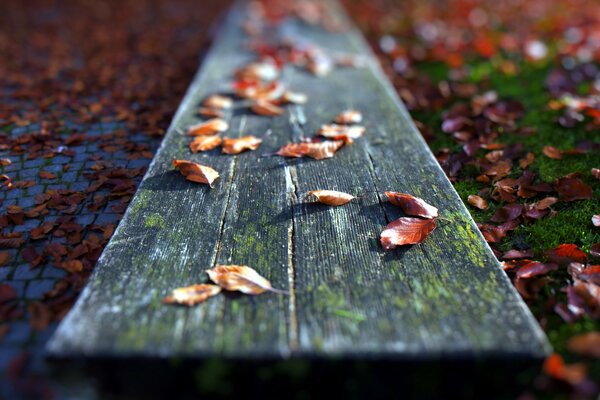 Trockene Herbstblätter auf Tafel, Makro