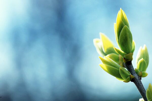 I boccioli sbocciano nel sole primaverile