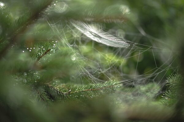 A spider web on a branch in dew drops