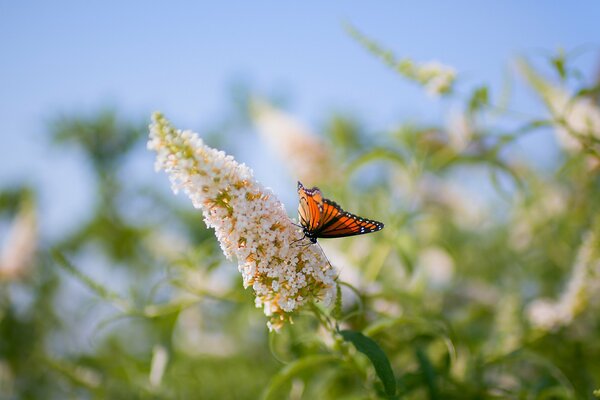 Orangefarbener Schmetterling auf einer Blume im Feld