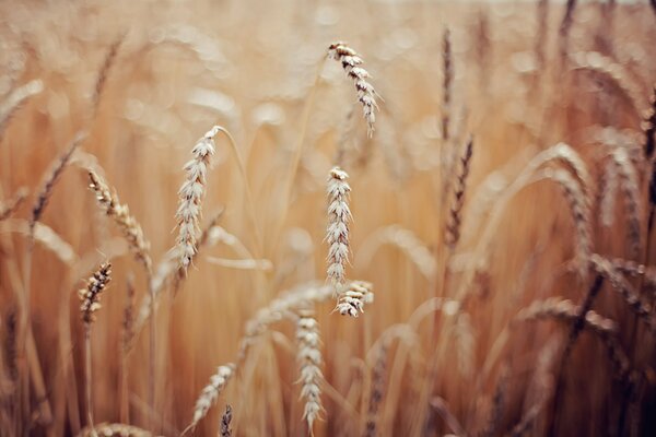 Spighette di grano. Fotografia macro. Carta da parati