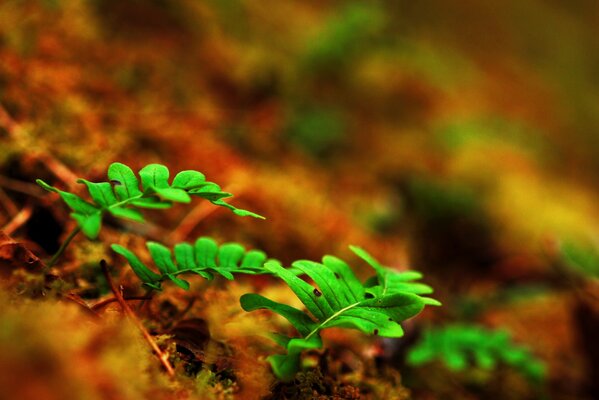 Green grass sprouts make their way from dry lystra