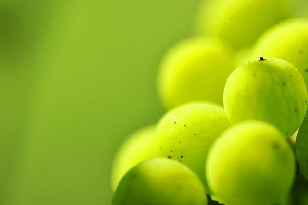 Riprese macro di uva spina verde