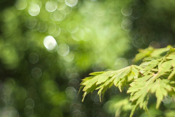 Feuillage printanier et reflets verts