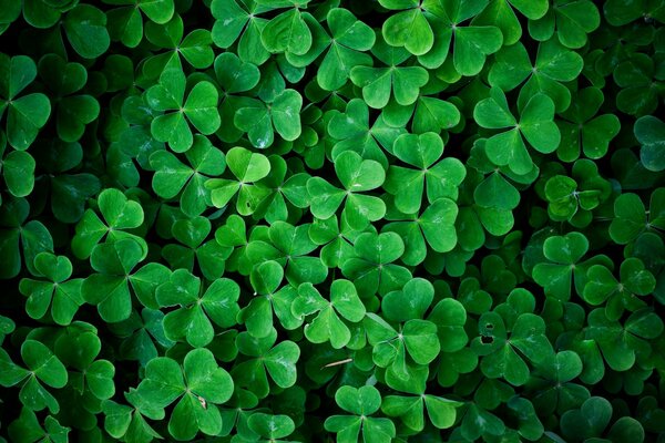 Lots of green clover leaves