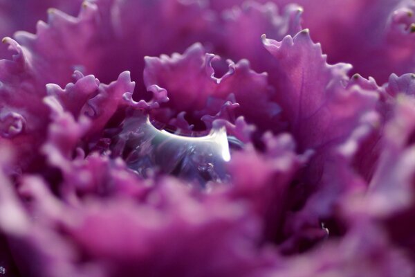 Ein Tropfen in der Mitte einer lila Blume mit Blütenblättern