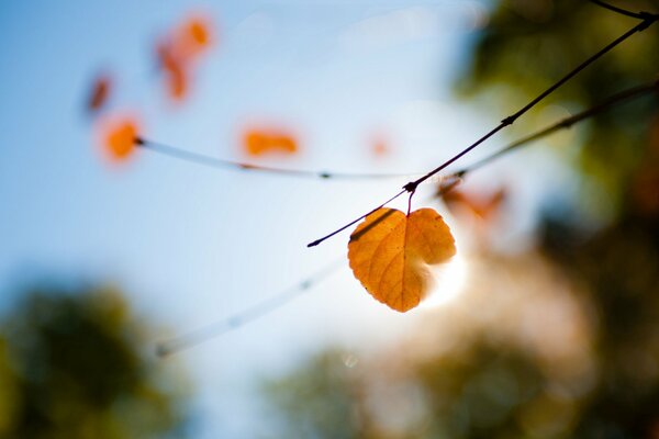 Yellow leaf on a blurry background