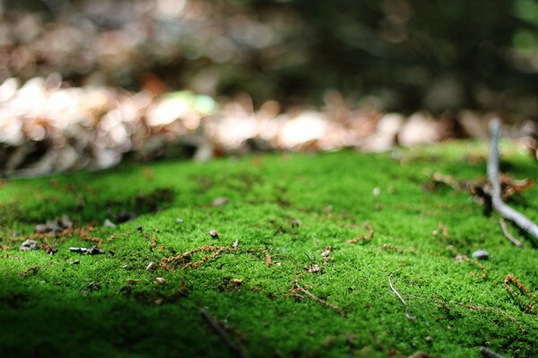 Macro instantánea de la naturaleza verde