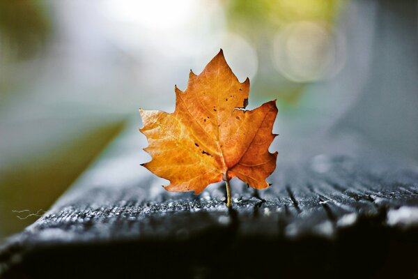 Autumn leaf on a wet bench