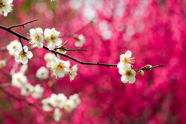 Schöne Apfelblüte mit leuchtend weißen Blüten