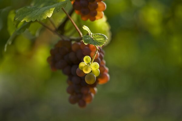 Zbliżenie kiści winogron