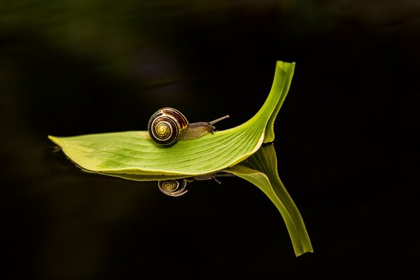 Spiegelung der Schnecke im Wasser auf dem Blatt