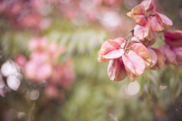 Paesaggio Macro fogliame rosa