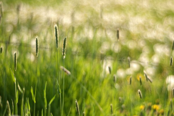 Épillets verts parmi l herbe