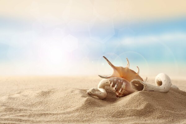 A shell on the sand, on a heavenly background