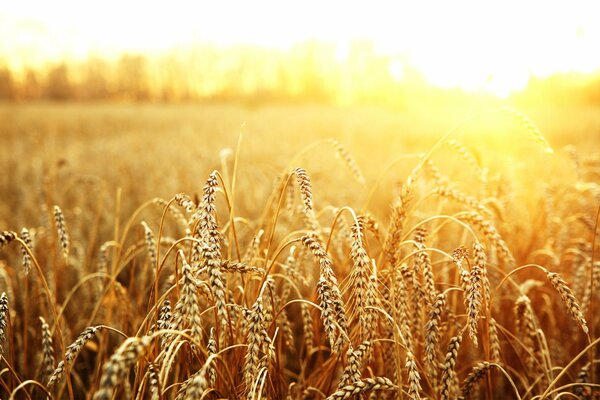 Wheat earns in the sun in the field