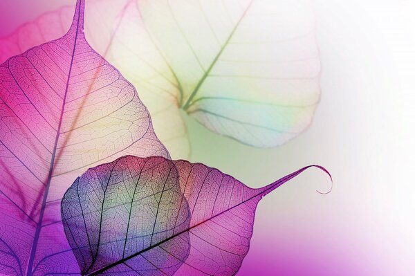 Multicolored translucent leaves with veins