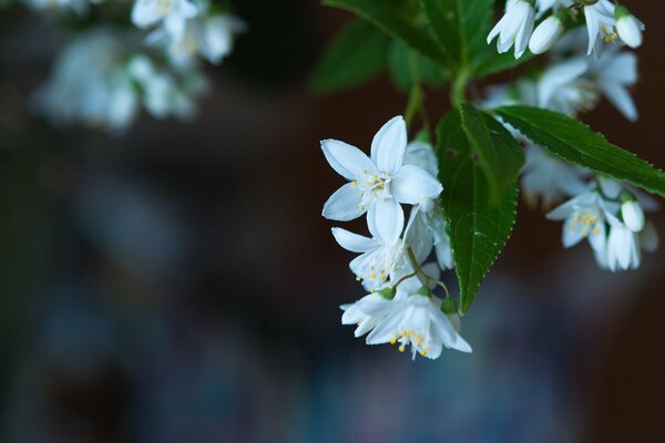 Fotografía macro de una flor blanca