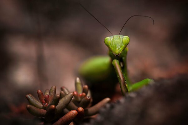 Macro photography of a praying mantis in the forest