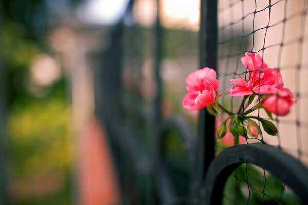 Macro shooting of a flower in the fence