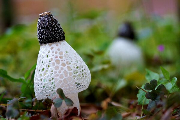 Macro photo of reticulated mushrooms