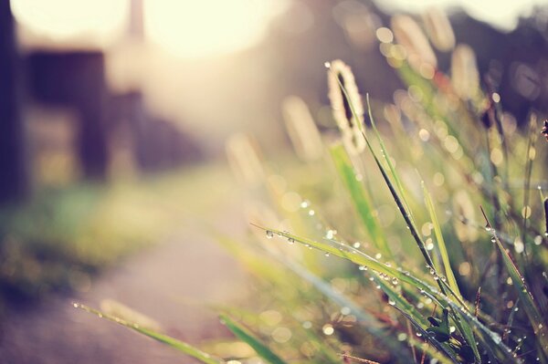 Rosée du matin sur l herbe. Macrophotographie