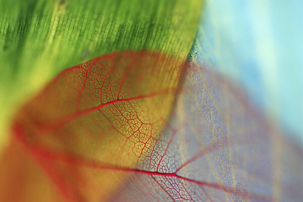 Red, blue and green leaf veins