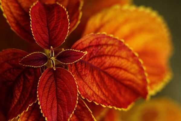 Autumn bush with red leaves