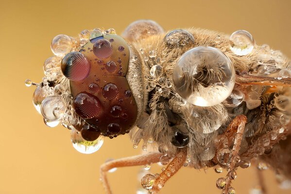 Immagine macro di un insetto e gocce d acqua su di esso