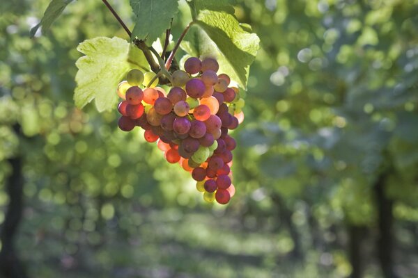 Kiść winogron na rozmytym tle ogrodu