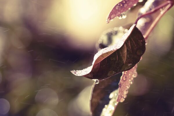 The charm of autumn in nature. Raindrops on autumn leaves