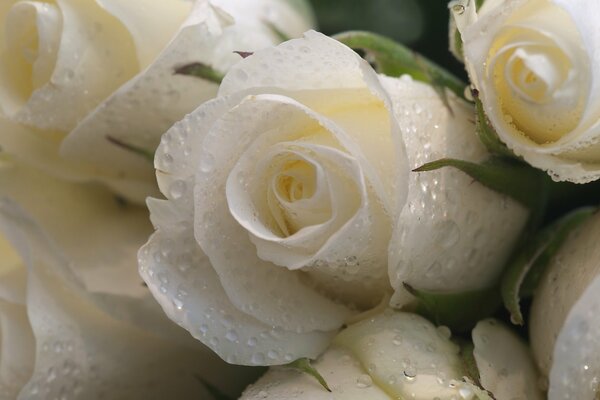 Weiße Rosen mit Wassertropfen