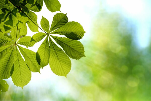 Ramas de castaño verde a la luz