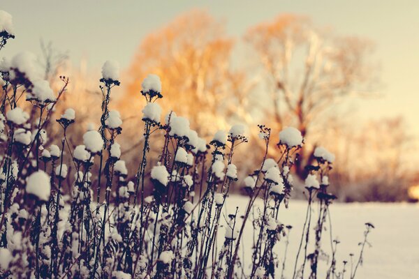 Macro snapshot of winter deadwood