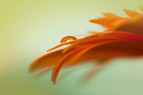 Orange flower petals on a light green background