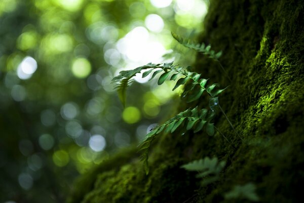 Macro of plant leaves next to the tree