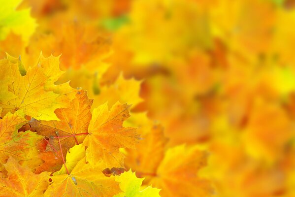 Feuilles jaune vif dans le style bokeh