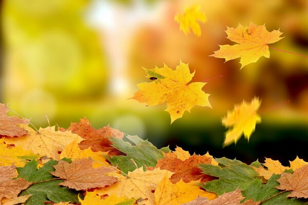 Macro shooting of falling leaves