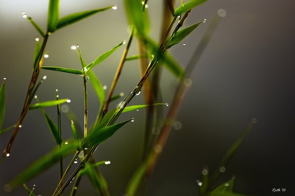 Ramas de bambú con gotas de agua