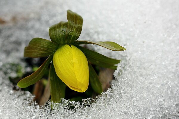 Yellow flower cold ice spring is coming