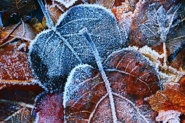 Sfondo foglie d autunno coperte di brina