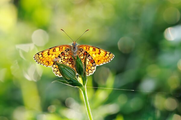 Ailes de papillon papier peint macro