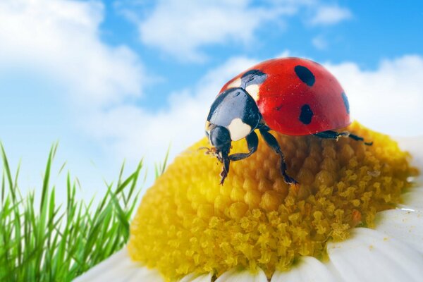 Ladybug sitting on a daisy