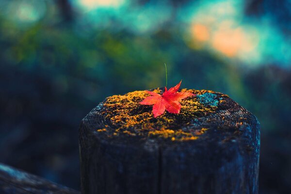 Hoja de otoño en macro