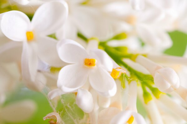 Branche de lilas blanc avec toile d araignée