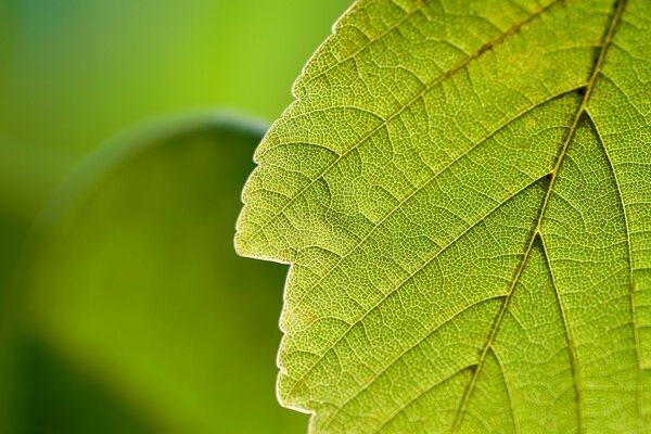 Macro leaf of greenery in nature