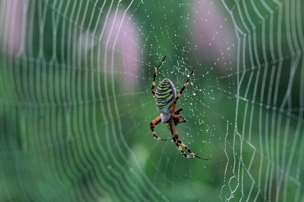 Photo de gros plan d une araignée sur une toile d araignée