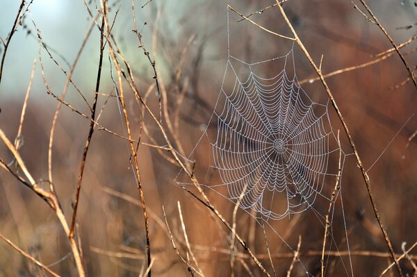 Cobwebs on a branch after the rain