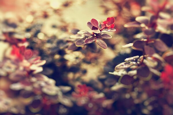 Macro tir de la nature: fleurs et feuilles pour le bureau