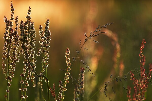 Konzentrierte Grashalme auf der Wiese bei Sonnenuntergang